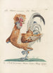 Ornithologia methodice digesta Pl191 - Saverio Manetti — artwork view