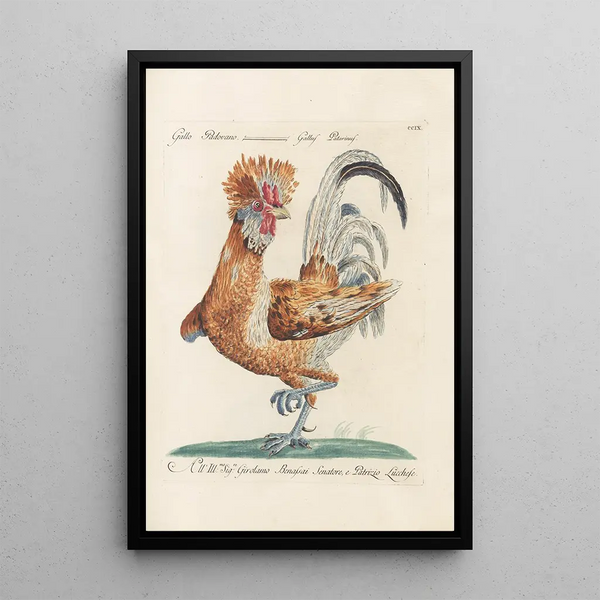 Ornithologia methodice digesta Pl191 - Saverio Manetti — cuadro enmarcado en la pared