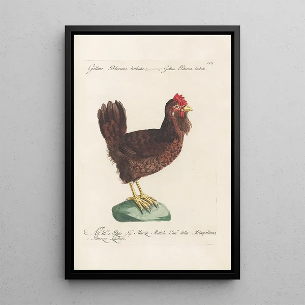 Ornithologia methodice digesta Pl192 - Saverio Manetti — cuadro enmarcado en la pared