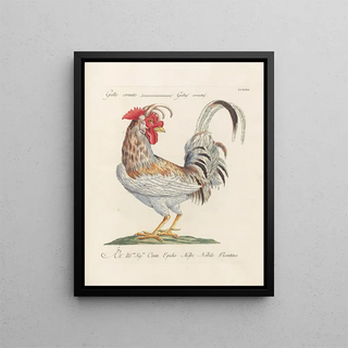 Saverio Manetti - Ornithologia methodice digesta Pl195.webp