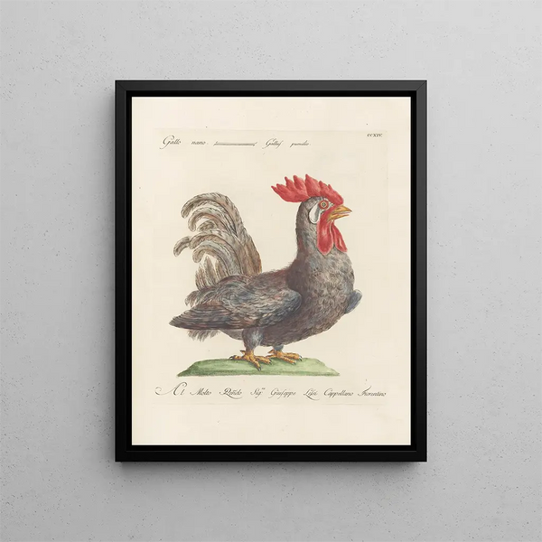 L'ornithologie a méthodiquement digéré Pl196 - Saverio Manetti — cuadro enmarcado en la pared