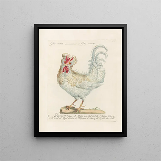 Saverio Manetti - Ornithologia methodice digesta Pl197.webp