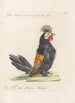 Ornithologia methodice digesta Pl198 - Saverio Manetti — artwork view