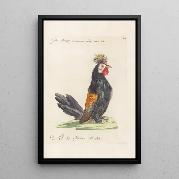 Ornithologia methodice digesta Pl198 - Saverio Manetti — cuadro enmarcado en la pared