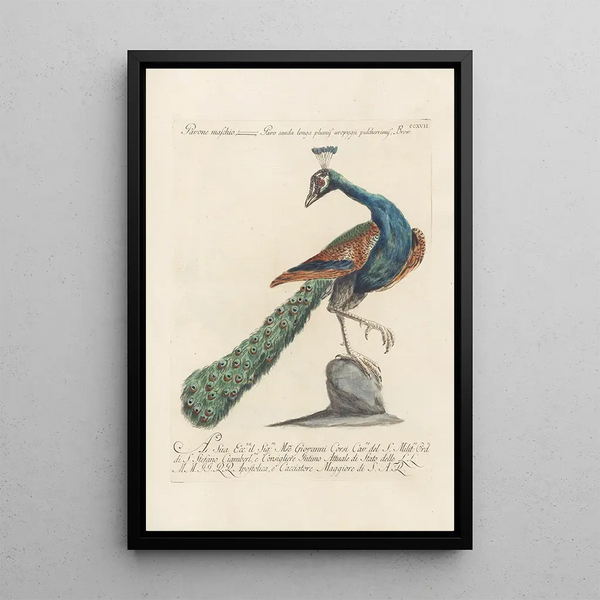 Ornithologia methodice digesta Pl199 - Saverio Manetti — cuadro enmarcado en la pared