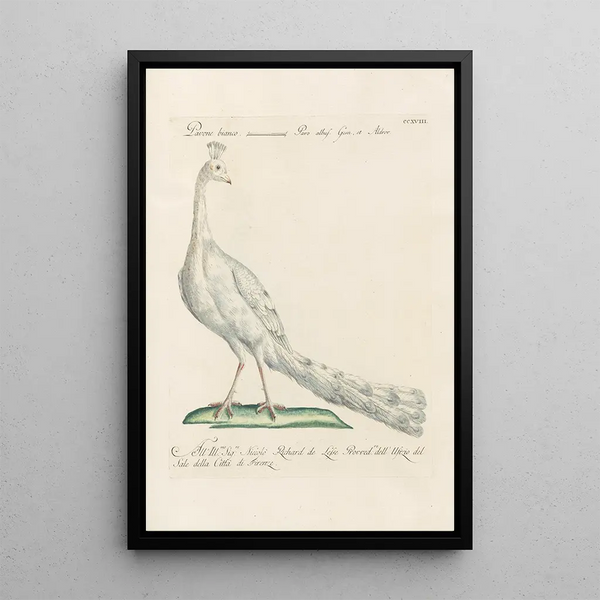 Ornithología metódicamente digerida Pl200 - Saverio Manetti — cuadro enmarcado en la pared
