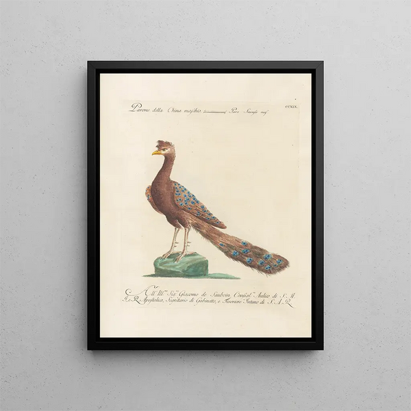 Saverio Manetti - Ornithologia methodice digesta Pl201.webp