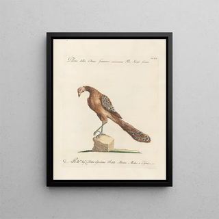 Saverio Manetti - Ornithologia methodice digesta Pl202.webp