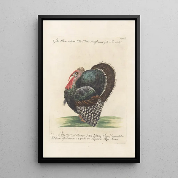 Ornithologia methodice digesta Pl204 - Saverio Manetti — cuadro enmarcado en la pared