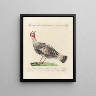 Saverio Manetti - Ornithologia methodice digesta Pl205.webp