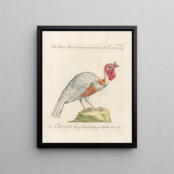 Saverio Manetti - Ornithologia methodice digesta Pl206.webp