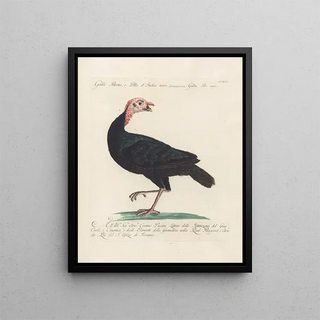 Saverio Manetti - Ornithologia methodice digesta Pl207.webp