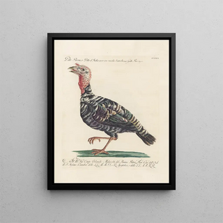 Saverio Manetti - Ornithologia methodice digesta Pl208.webp