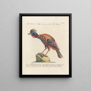 Saverio Manetti - Ornithologia methodice digesta Pl209.webp