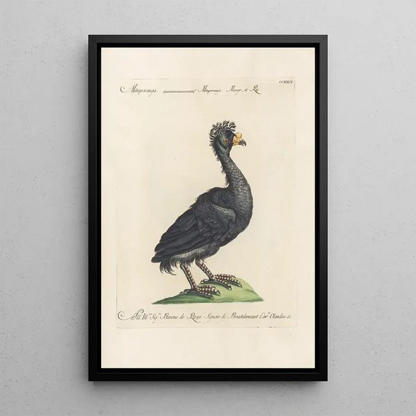 Ornithologia methodice digesta Pl211 - Saverio Manetti — cuadro enmarcado en la pared