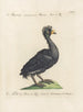 Ornithologia methodice digesta Pl211 - Saverio Manetti — artwork view