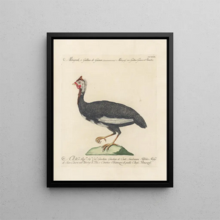 Saverio Manetti - Ornithologia methodice digesta Pl212.webp