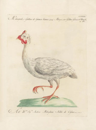 Saverio Manetti - Ornithologia methodice digesta Pl213.webp