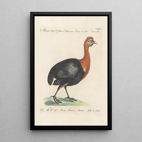 Ornithologia methodice digesta Pl214 - Saverio Manetti — cuadro enmarcado en la pared