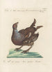 Ornithologia methodice digesta Pl215 - Saverio Manetti — artwork view