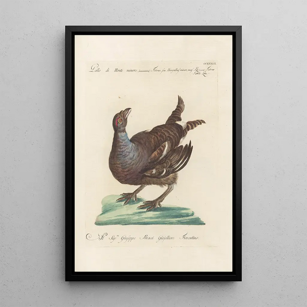 Ornithologia methodice digesta Pl215 - Saverio Manetti — cuadro enmarcado en la pared
