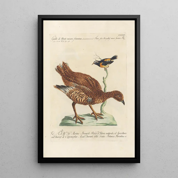 Ornithologia methodice digesta Pl216 - Saverio Manetti — cuadro enmarcado en la pared