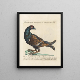 Saverio Manetti - Ornithologia methodice digesta Pl217.webp