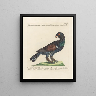 Saverio Manetti - Ornithologia methodice digesta Pl218.webp