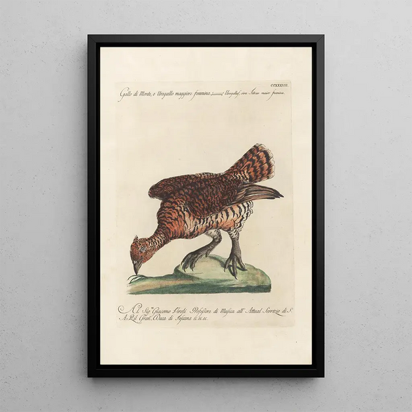 Ornithologia methodice digesta Pl219 - Saverio Manetti — cuadro enmarcado en la pared