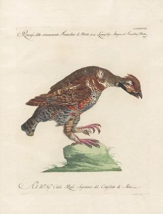 Saverio Manetti - Ornithologia methodice digesta Pl220.webp