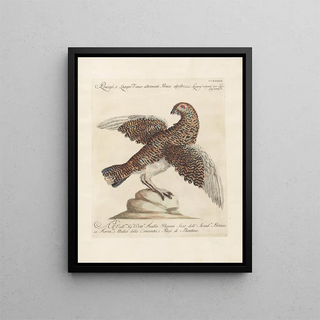 Saverio Manetti - Ornithologia methodice digesta Pl221.webp