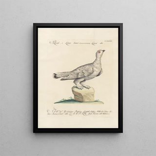 Saverio Manetti - Ornithologia methodice digesta Pl222.webp