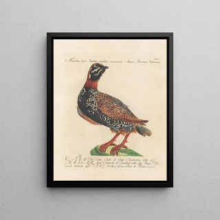 Saverio Manetti - Ornithologia methodice digesta Pl223.webp
