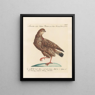 Saverio Manetti - Ornithologia methodice digesta Pl224.webp