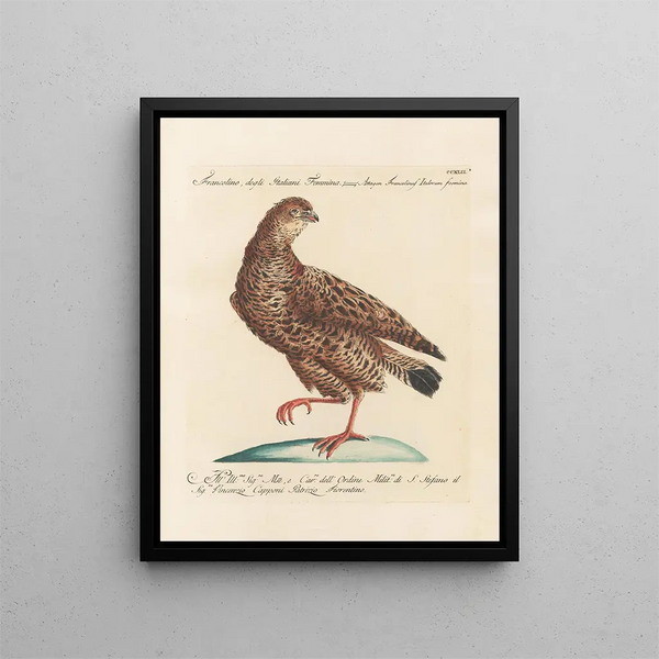 L'ornithologie a méthodiquement digéré Pl224 - Saverio Manetti — framed artwork on a wall