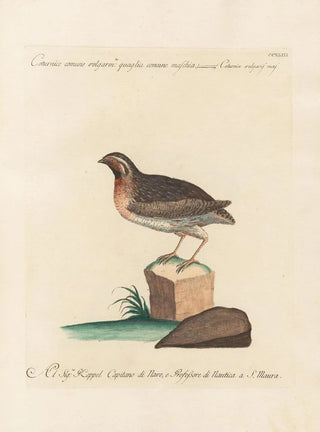 Saverio Manetti - Ornithologia methodice digesta Pl225.webp