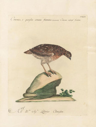 Saverio Manetti - Ornithologia methodice digesta Pl226.webp
