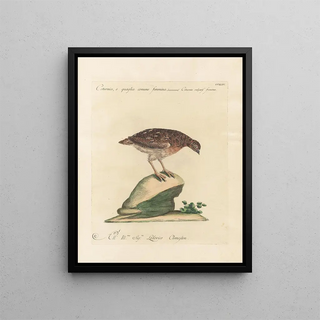 Saverio Manetti - Ornithologia methodice digesta Pl226.webp