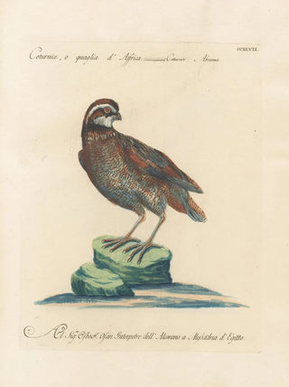 Saverio Manetti - Ornithologia methodice digesta Pl229.webp