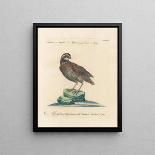 Saverio Manetti - Ornithologia methodice digesta Pl229.webp