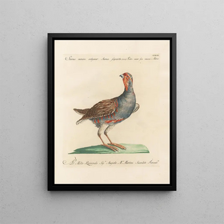 Saverio Manetti - Ornithologia methodice digesta Pl231.webp