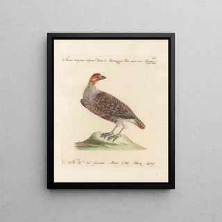 Saverio Manetti - Ornithologia methodice digesta Pl232.webp