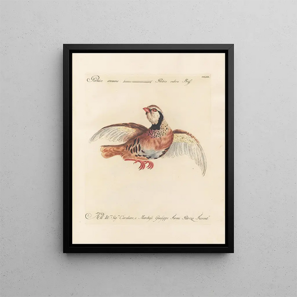 Ornithology Painting methodically digested Pl235 - Saverio Manetti — framed artwork on a wall