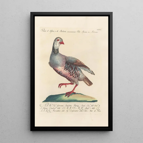 Ornithologia methodice digesta Pl239 - Saverio Manetti — cuadro enmarcado en la pared