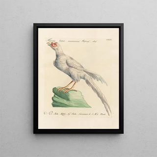 Saverio Manetti - Ornithologia methodice digesta Pl241.webp