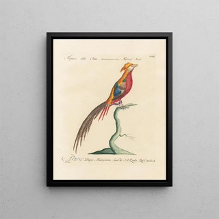 Saverio Manetti - Ornithologia methodice digesta Pl242.webp
