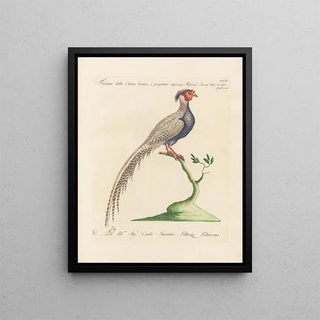 Saverio Manetti - Ornithologia methodice digesta Pl243.webp