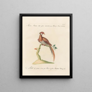 Saverio Manetti - Ornithologia methodice digesta Pl244.webp