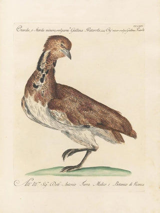 Saverio Manetti - Ornithologia methodice digesta Pl246.webp
