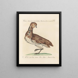 Saverio Manetti - Ornithologia methodice digesta Pl246.webp